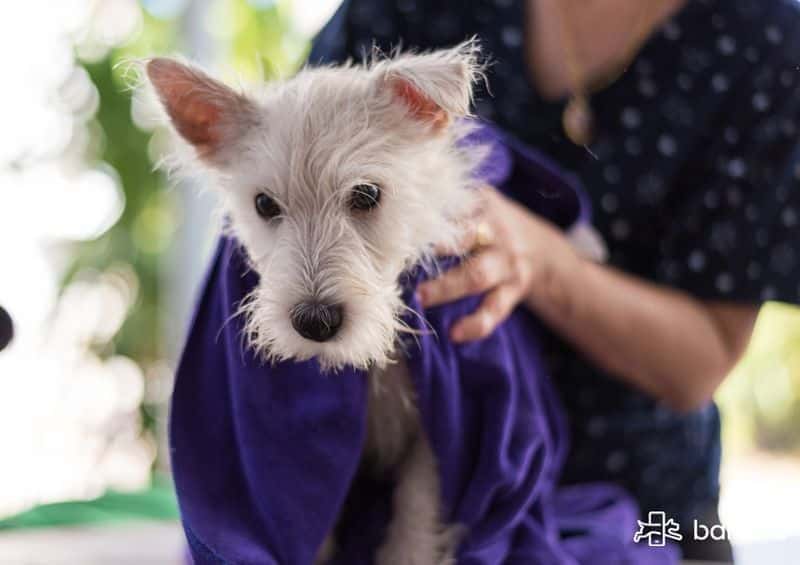 heridas en la nariz de un perro